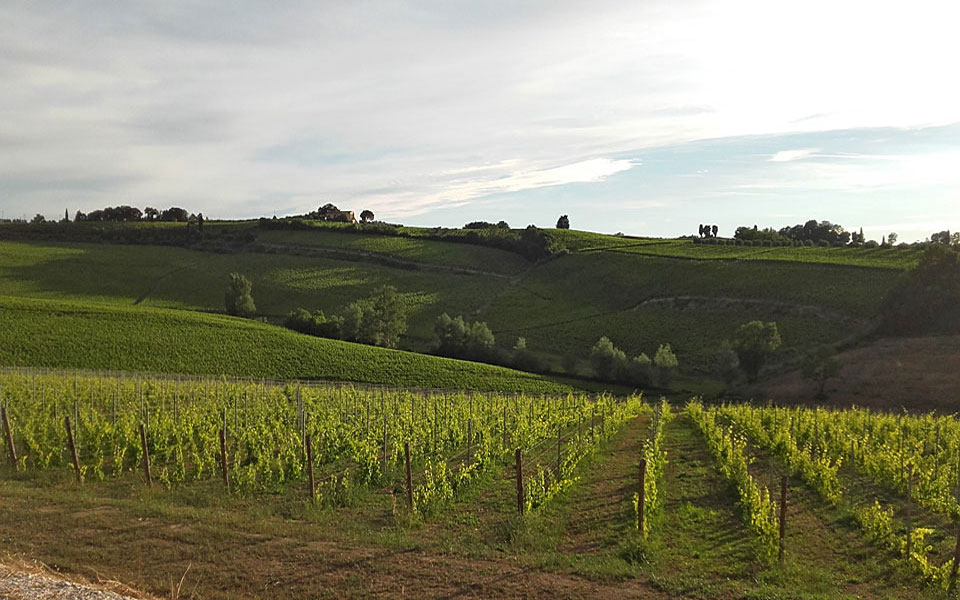 Podere La Chiesa - vigne